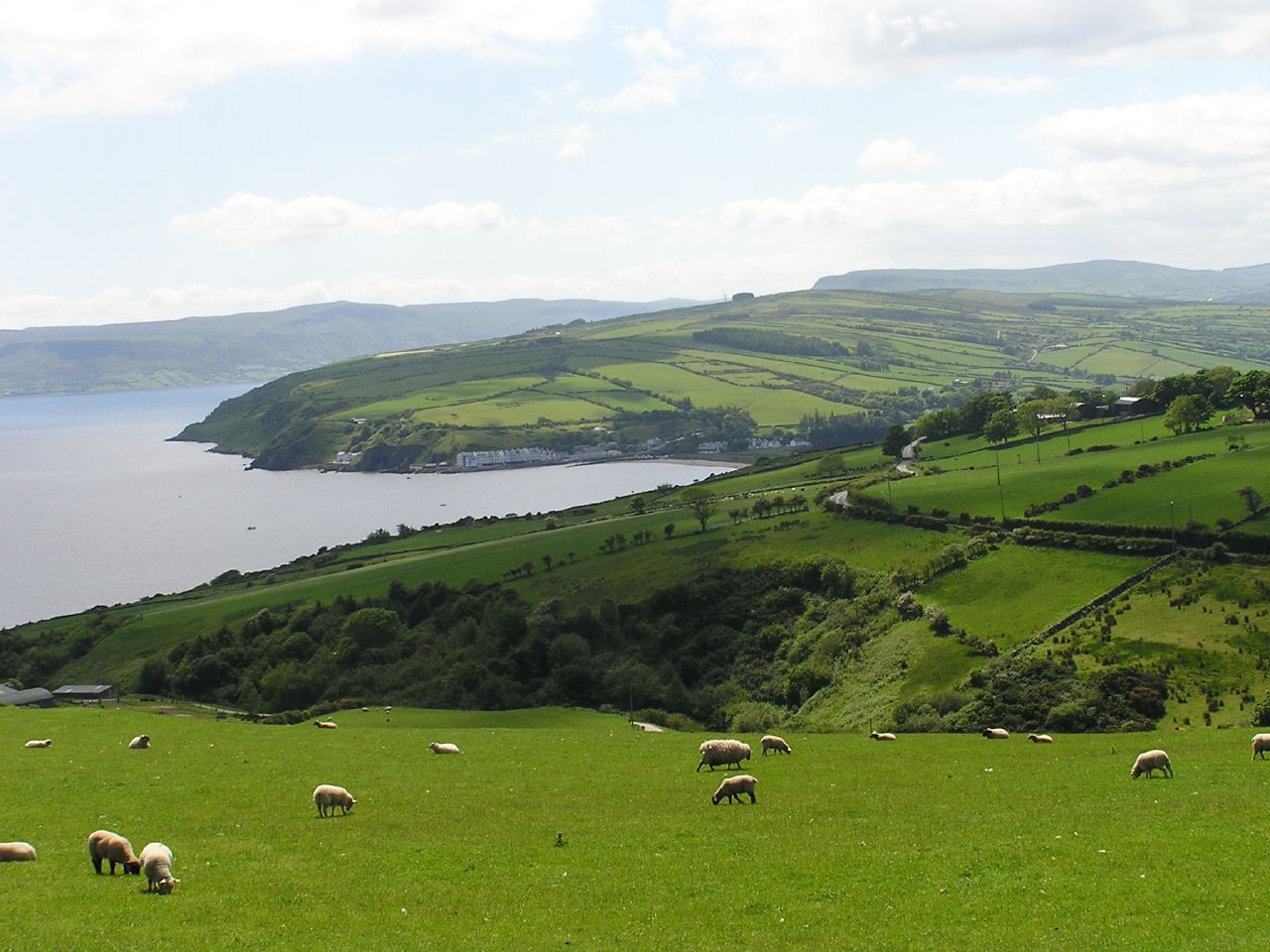 sheep-ireland