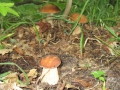 IMG_0358_700
