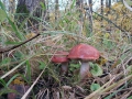 IMG_0451_700